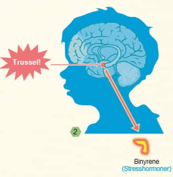 Figur med illustrasjon av barnehjernen og hvordan den fungerer. 