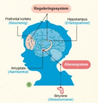 Figur av hjernen og beskrivelse av funksjoner. 