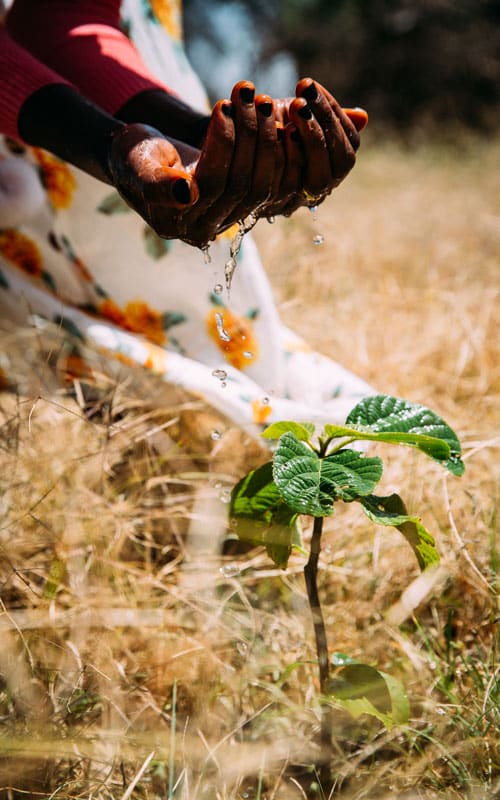 To hender som det sildrer vann fra over en enkelt grønn plante. Foto Alea Horst