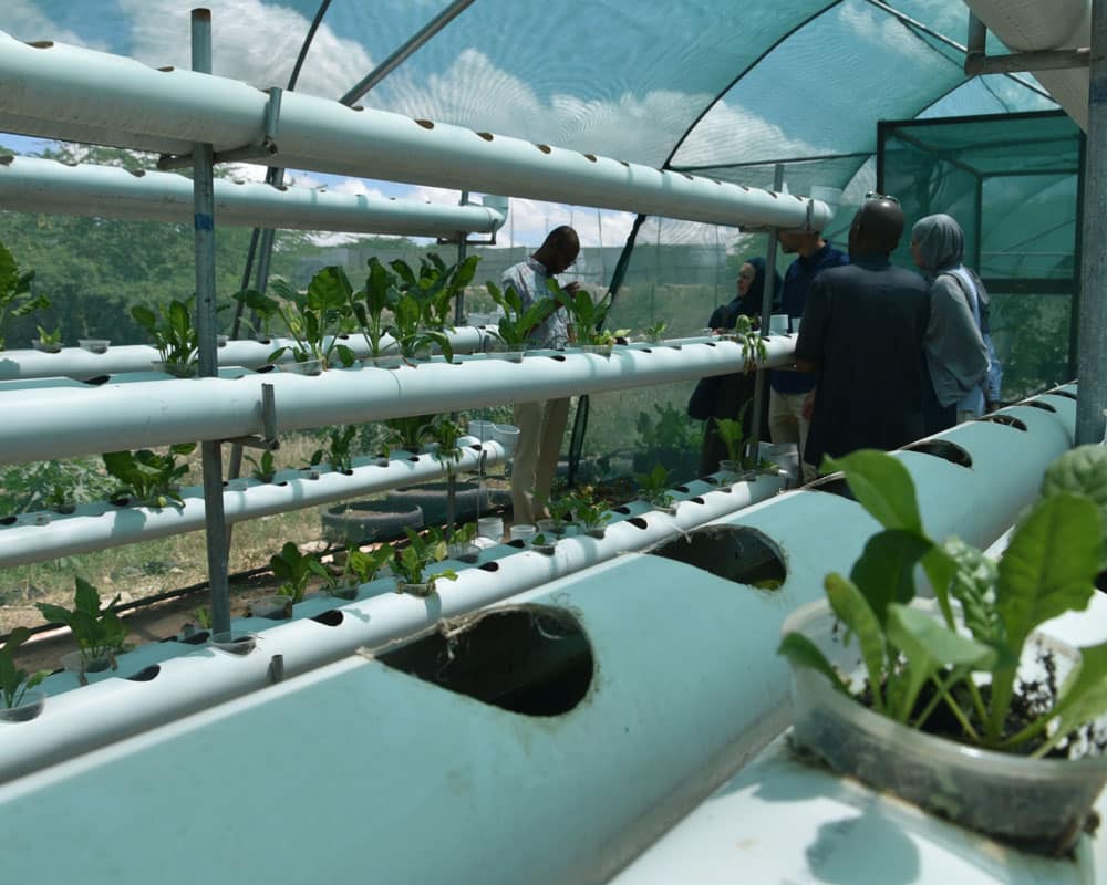 Hydroponic jordbruk, planter på rad og rekke i et drivhus. Foto Carl Gustav Lorentzen
