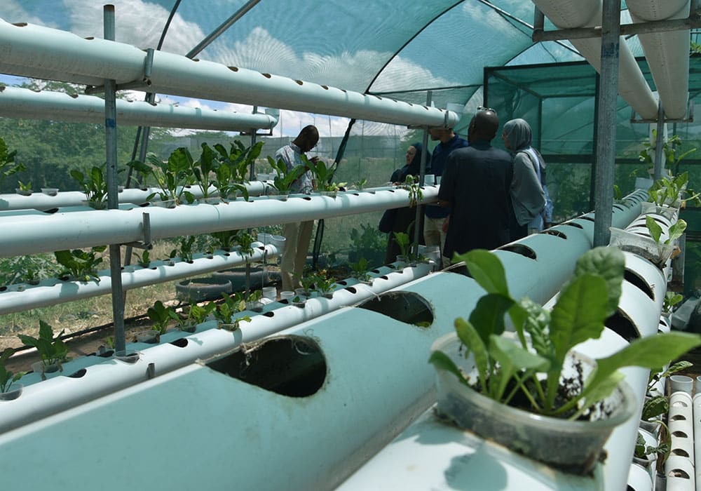 Hydroponic landbruk. Planter i lange rør med hull i, inne i et drivhus. Foto Carl Gustav Lorentzen